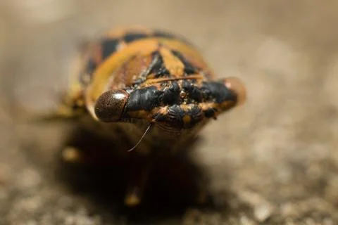 Macro cicada Stock Photos