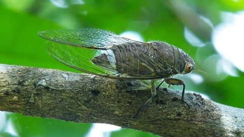 Macro cicada sits on brown tree shivering branch Stock Footage 100190409