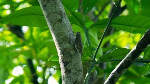 Macro cicada sits on thick branch in natural habitat Stock Footage 100190312