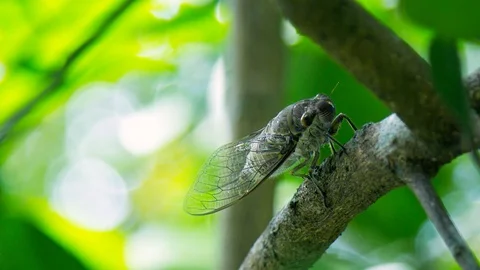Macro cicada sits on thick brown tree branch Stock Footage 100248402