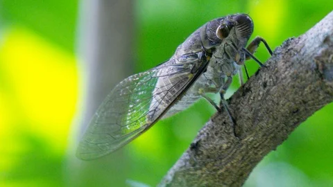 Macro cicada sits on thick brown tree branch Video stock 100342864