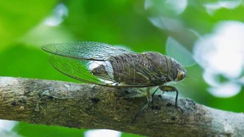 Macro cicada sits on thin brown tree branch Stock Footage 100396673