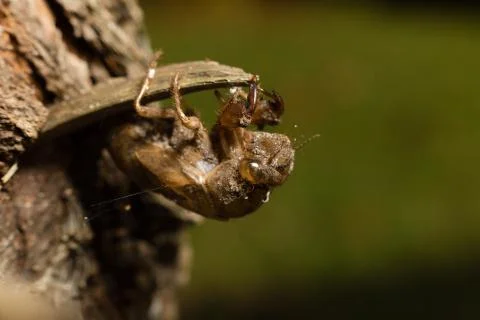 Macro cicada2 Stock Photos
