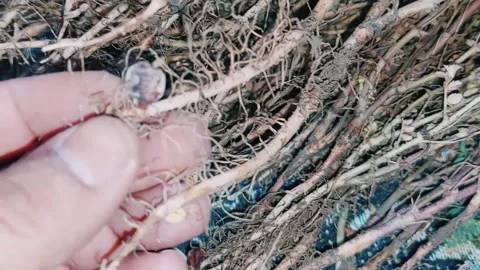 Macro Cinematic Footage Of Chickpea Root Nodules Underground Stock Footage 333542546