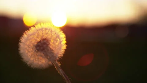 MACRO: Cinematic shot of wind blowing away a fluffy dandelion blossom at sunrise Stock Footage 135079648