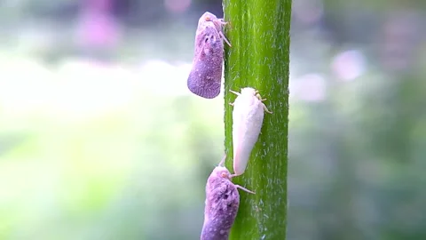 A Macro of Citrus flatid planthoppers on a Sunchoke Stalk, 4k Stock Footage 340535594