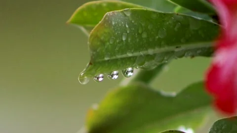Macro of clear water droplets hanging on a green leaf after rain. Stock Footage 346276889