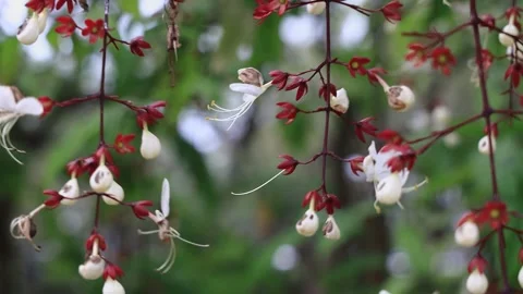 Macro of Clerodendrum Smithianum Light Bulb Flowers Swaying on Hanging Vines Video stock 340334973