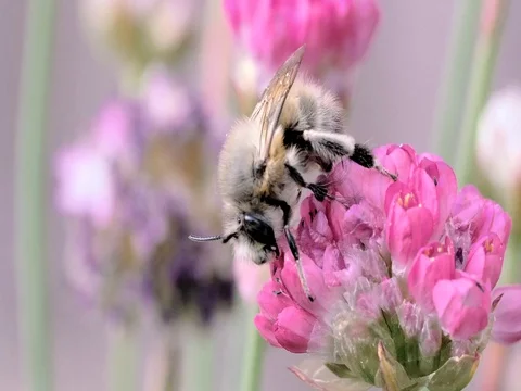 Macro clip of bee resting on pink flower Stock Footage 74803888