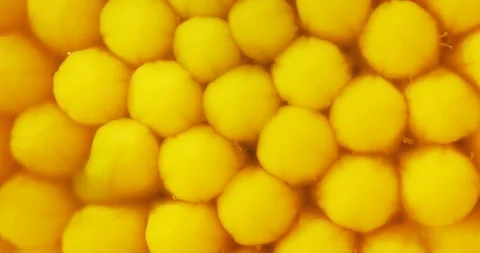 Macro Clip of Bright Yellow, Clustered Inflorescence Structures Stockbeeldmateriaal 97529698