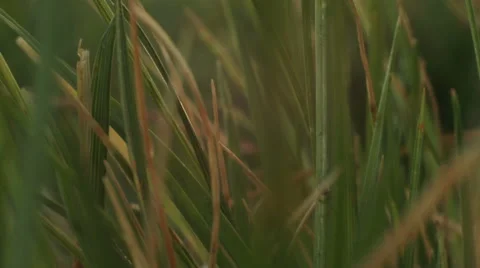 Macro clip of grass during sunrise Stock-Footage 47112763