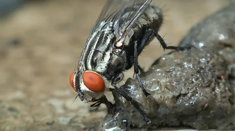 Macro clip of housefly Stock Footage 32328014