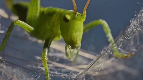 Macro clip of young grasshopper 스톡 동영상 276963440