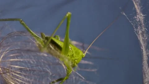 Macro clip of young grasshopper Vidéo 276963497