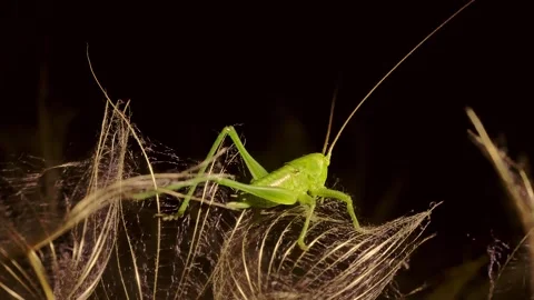 Macro clip of young grasshopper Vidéo 276963557