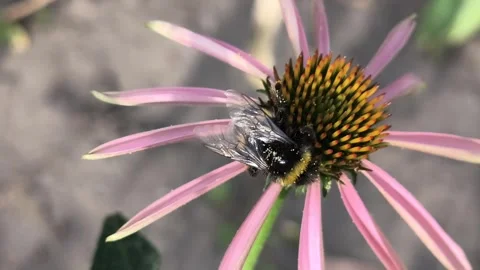Macro clips of bees, including a bumblebee, covered in pollen, working on bri 스톡 동영상 340407097