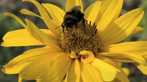 Macro clips of bees, including a bumblebee, covered in pollen, working on bri 스톡 동영상 340407158