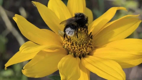 Macro clips of bees, including a bumblebee, covered in pollen, working on bri 스톡 동영상 340407167