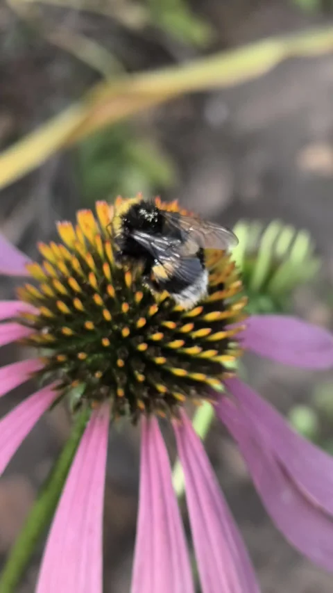 Macro clips of bees, including a bumblebee, covered in pollen, working on bri 스톡 동영상 340407168