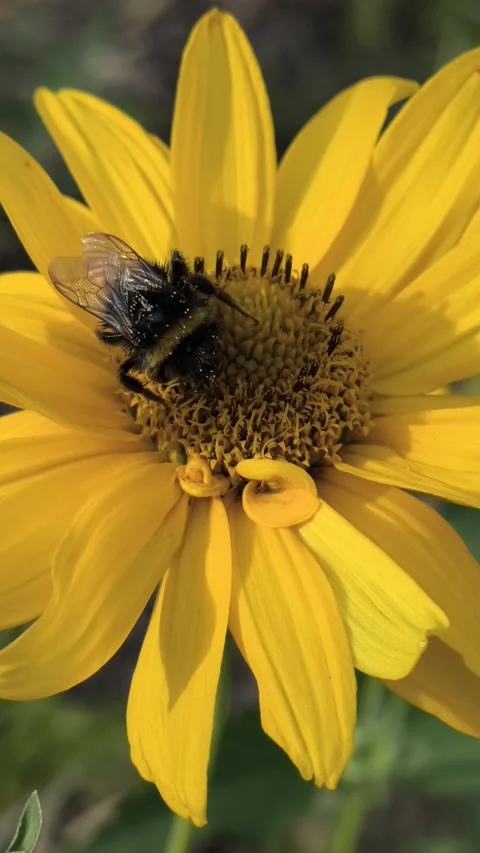 Macro clips of bees, including a bumblebee, covered in pollen, working on bri 스톡 동영상 340407172