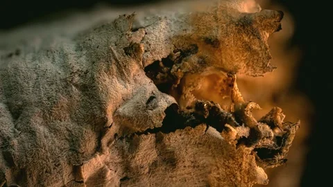 A macro close-up 4K video of a burnt cigarette. Stock Footage 341144928