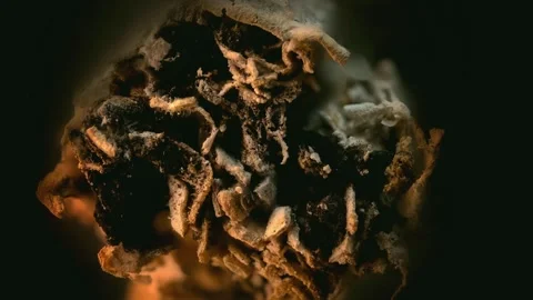 A macro close-up 4K video of a burnt cigarette. Stock Footage 341145398