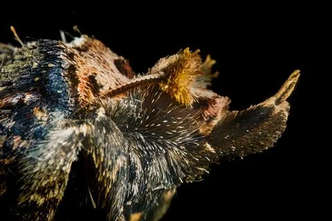 Macro Close-Up of Acleris Moth Head and Scales Stock Photos