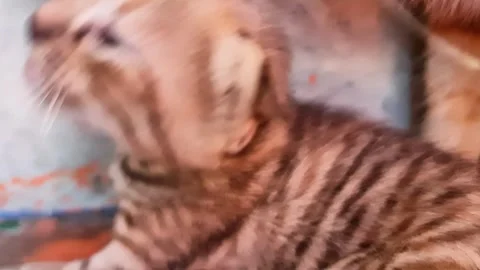 Macro Close-Up of an Adorable Newborn Tabby Kitten Sleeping Peacefully Stock-Footage 334854005