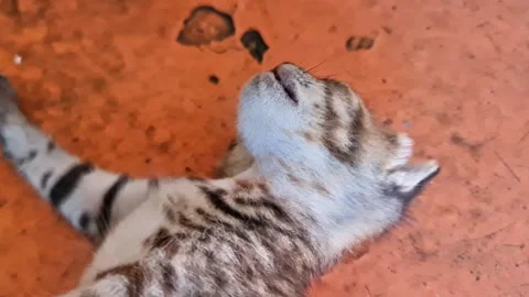 Macro Close-Up of an Adorable Newborn Tabby Kitten Sleeping Peacefully il Video stock 334854008