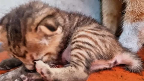 Macro Close-Up of an Adorable Newborn Tabby Kitten Sleeping Peacefully Vídeo Stock 334854025