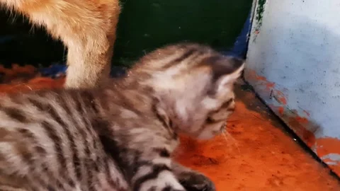 Macro Close-Up of an Adorable Newborn Tabby Kitten Sleeping Peacefully 스톡 동영상 334854051