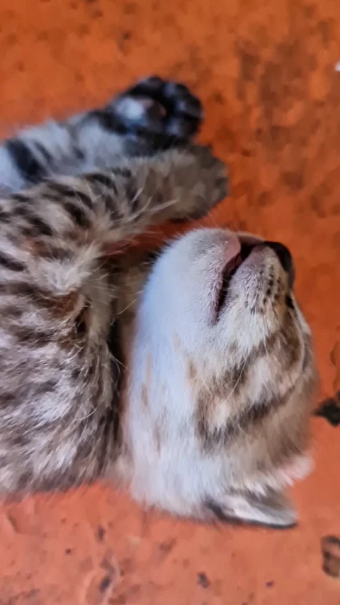 Macro Close-Up of an Adorable Newborn Tabby Kitten Sleeping Peacefully Stock Footage 334854055