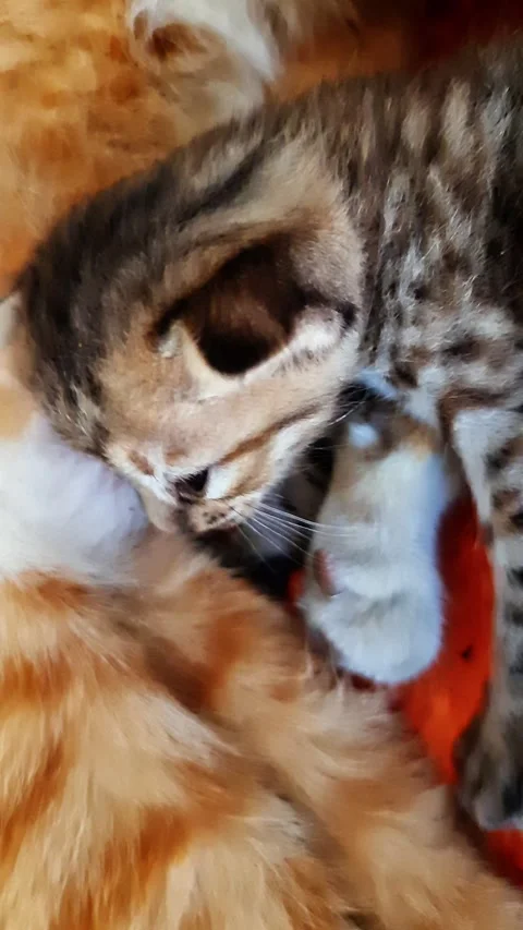 Macro Close-Up of an Adorable Newborn Tabby Kitten Sleeping Peacefully 스톡 동영상 334854086