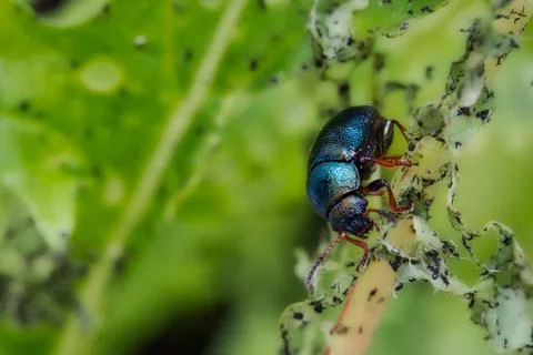 Macro close-up of Alder Flea Beetle (Agelastica alni) eating a plant Stock Photos