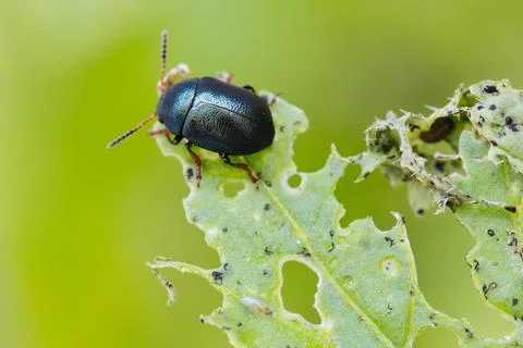 Macro close-up of Alder Flea Beetle (Agelastica alni) eating a plant Stock Photos