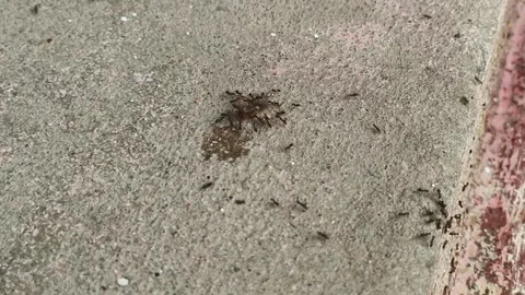 Macro Close Up of Ant Carrying Prey wildlife Stock Footage 337874655
