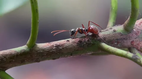 Macro close up of an ant crawling on a tree branch Stock-Footage 346562513