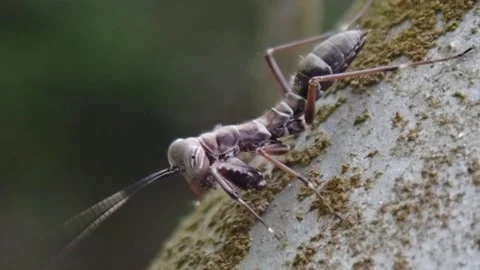 Macro Close Up of Ant Mimicking Mantis Nymph Cleaning Antenna on Bark Stock-Footage 342388750