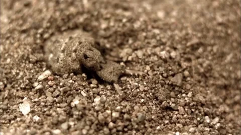 Macro Close Up of Antlion Larva in Sand Trap, Insect Behavior, 4K b-roll Stock Footage 340301987