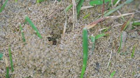 Macro Close Up of Ants Carrying Grains of Sand from Anthill Stock Footage 55376544