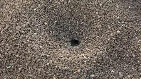 Macro close up of ants crawling in and out of an ant hole. Stock-Footage 98781489