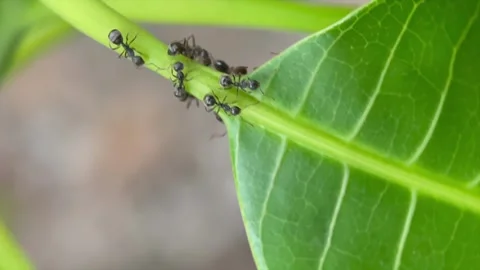 Macro close up of ants crawling on green leaf and stem Stock-Footage 346562560