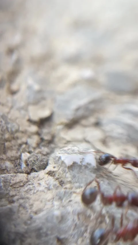 Macro close up ants return to colony and carry twig and leaf to build an anthill Video stock 337625104