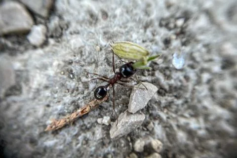 Macro close up ants return to colony and carry twig and leaf to build an anth 写真素材