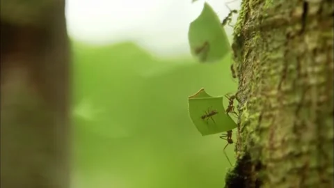 Macro Close Up of Ants on Tree Bark, Green Moss Environment, 4K b-rol Stock Footage 340316591