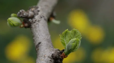 Macro close-up apple tree leaf buds on branch Stock Footage 38828115