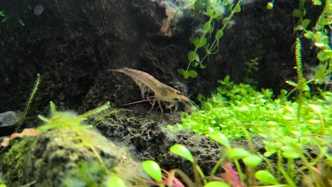 Macro Close-Up of Aquarium Shrimp Foraging on Plant Leaves. 4K Underwater Scene. Stock Footage 314460749