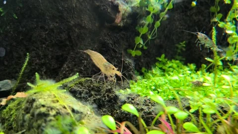 Macro Close-Up of Aquarium Shrimp Foraging on Plant Leaves. 4K Underwater Scene Stock Footage 314460930