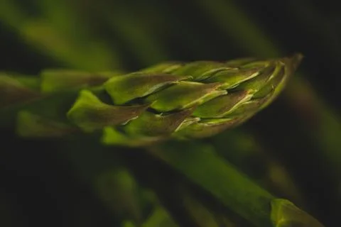 Macro close up of asparagus Stock Photos