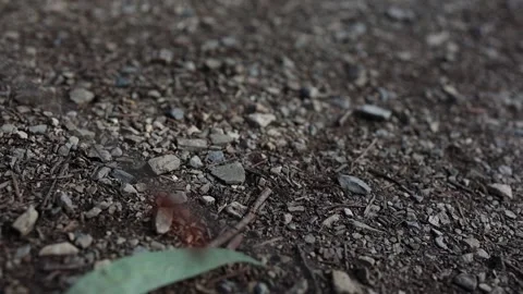 Macro Close-Up of Australian Red Ant Exploring Forest Floor with Green Stock Footage 336304764